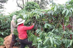 Nông dân huyện Cư Kuin thu hoạch cà phê