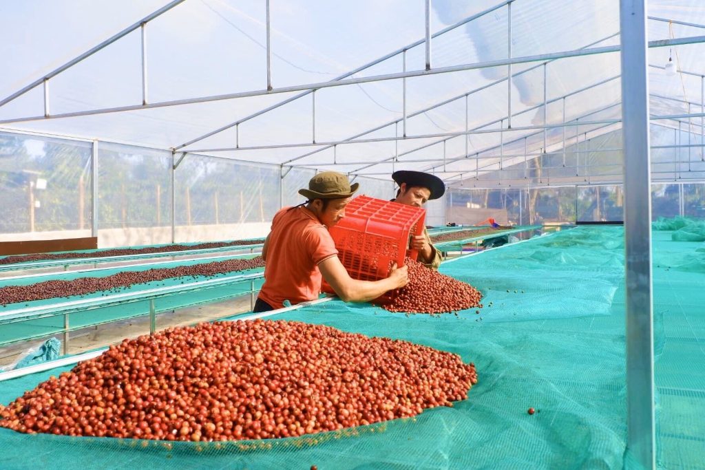 Cà phê thu hái 100% quả chín được Hợp tác xã Ea Tân (huyện Krông Năng) phơi trong nhà lồng sau khi sơ chế