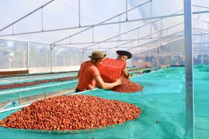 Cà phê thu hái 100% quả chín được Hợp tác xã Ea Tân (huyện Krông Năng) phơi trong nhà lồng sau khi sơ chế
