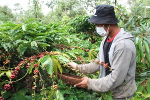 Hộ liên kết với HTX Dịch vụ nông nghiệp công bằng Ea Kmát - Hòa Đông thu hoạch cà phê