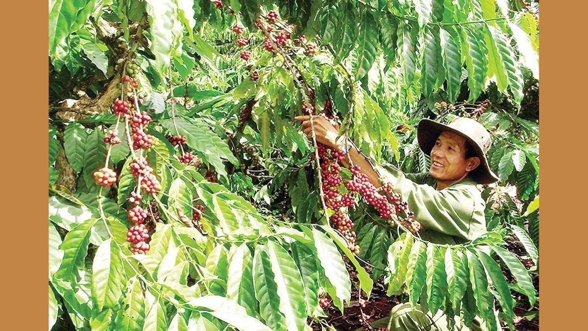 Đắk Mil – Vùng sản xuất cà phê chất lượng cao | Cà phê Hồng Bảo