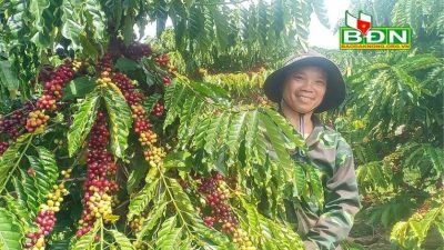 Vườn cà phê thả ngọn của anh Việt rất nhiều quả, đạt năng suất gấp 2 lần so với thông thường