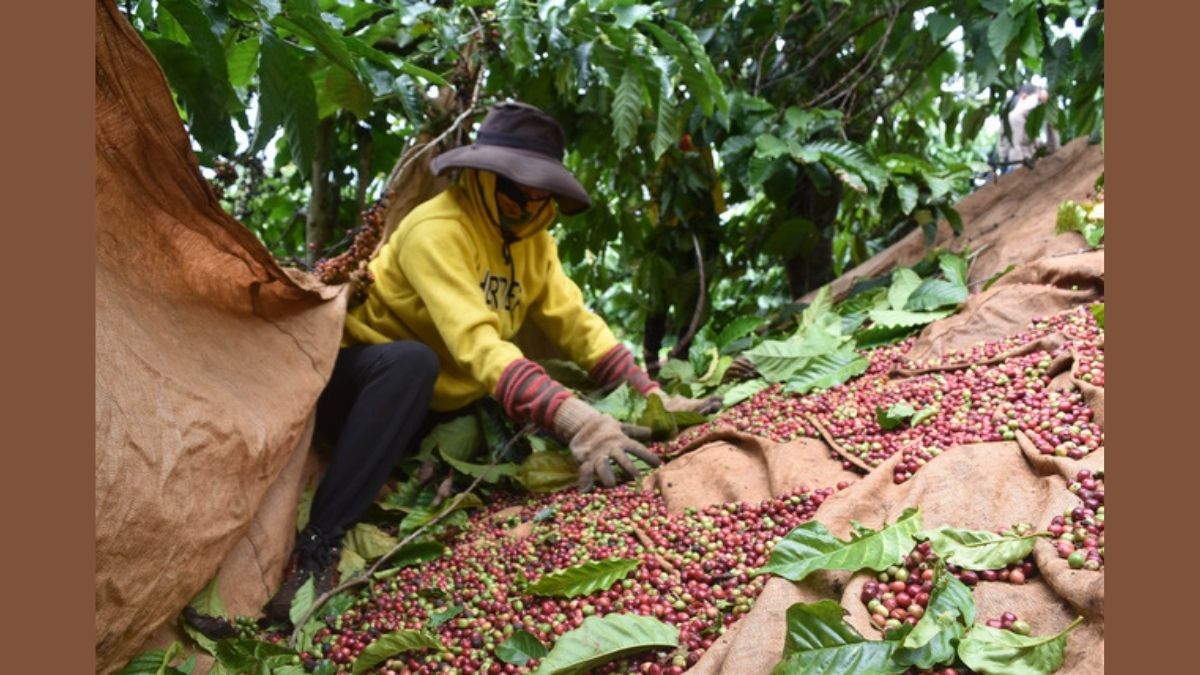 Người dân Đắk Nông thu hoạch cà phê (Ảnh TTXVN)