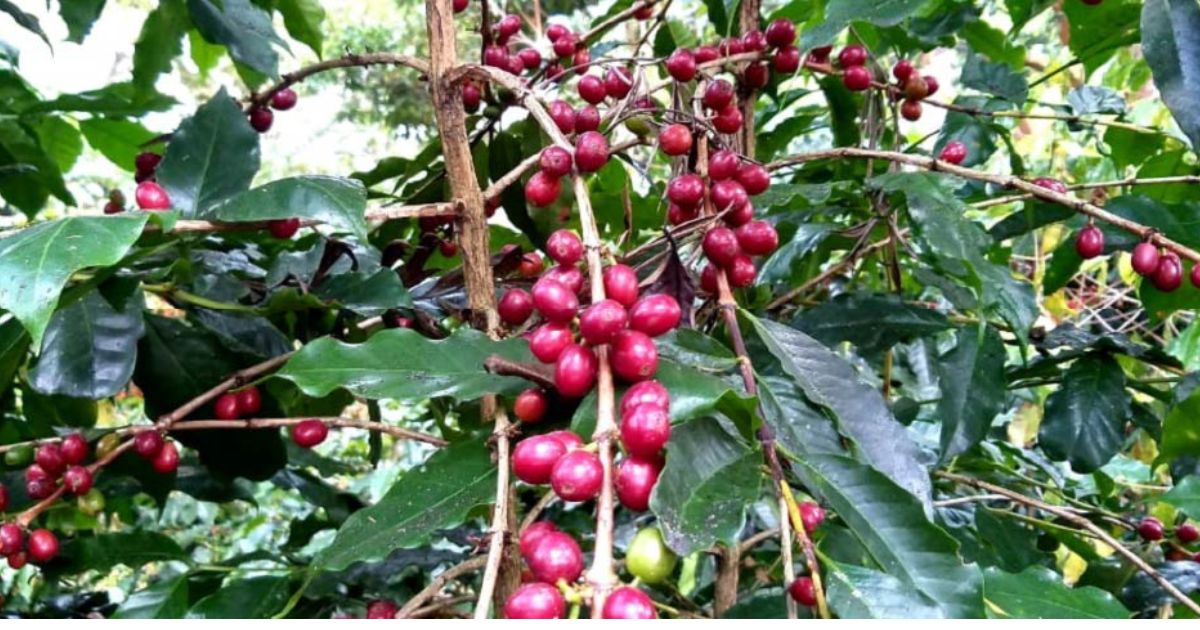 Cà phê Typica - Cội nguồn của cà phê Arabica